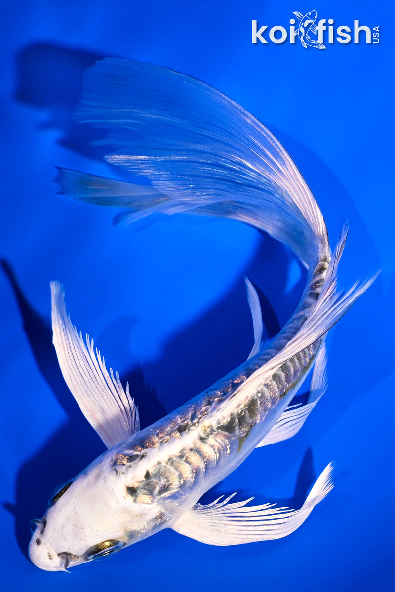 6" GINRIN KIN KIKOKURYU BUTTERFLY