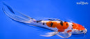 7.75" HEISEI NISHIKI BUTTERFLY