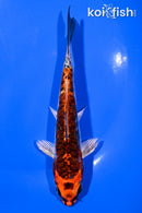 5.75" BENI KIKOKURYU