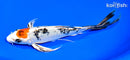 8" TANCHO YAMATO NISHIKI BUTTERFLY
