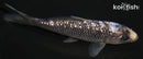 4.25" GINRIN MATSUKAWABAKE