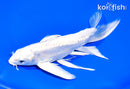 8.25" DOITSU PLATINUM OGON BUTTERFLY