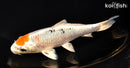 6.25" YAMATO NISHIKI