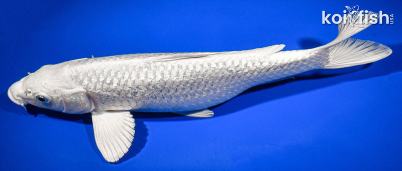 10.5" GINRIN PLATINUM OGON