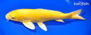 13.25" YAMABUKI OGON