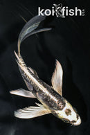 5.5" KIKOKURYU BUTTERFLY