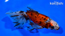 7" CALICO WATONAI GOLDFISH