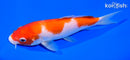 6.5" KOHAKU