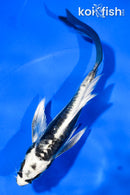 5" KIKOKURYU BUTTERFLY