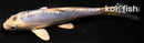 6" KIKOKURYU