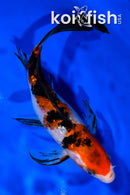 7.25" GINRIN SANKE BUTTERFLY
