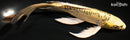 7.75" DOITSU KUJAKU BUTTERFLY