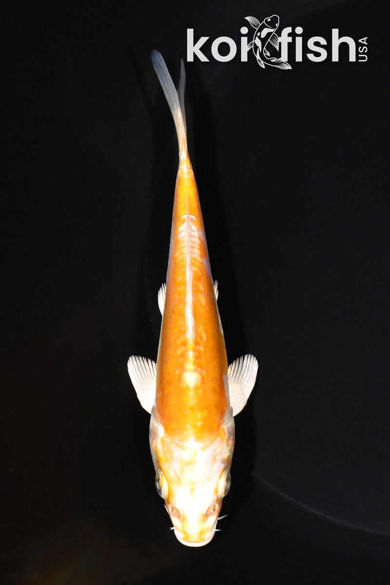 5.5" KIKUSUI