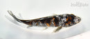 5.5" GINRIN BENI MATSUKAWABKE