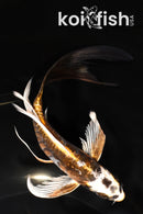 6.75" KIN KIKOKURYU BUTTERFLY