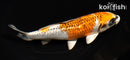 6.5" GINRIN KUJAKU