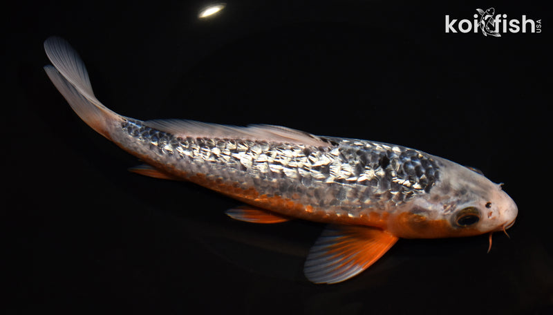 8.75" GINRIN ASAGI