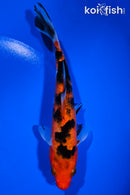 6.75" AKA SANKE
