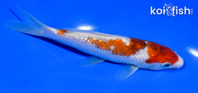 5" GINRIN GOROMO