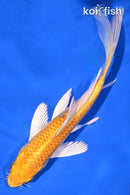 6.5" YAMABUKI OGON BUTTERFLY