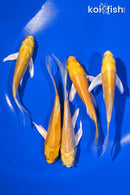 PACK OF (5) 4-5" YAMABUKI OGON BUTTERFLY KOI