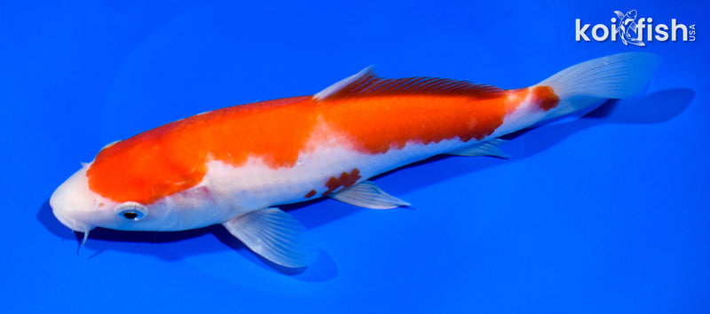 9.5" KOHAKU