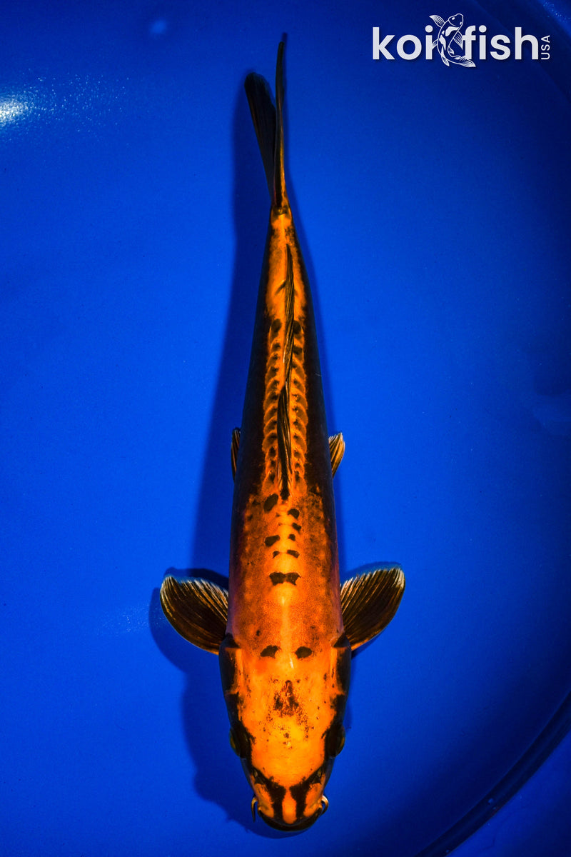 12.75" DOITSU ORENJI MATSUBA