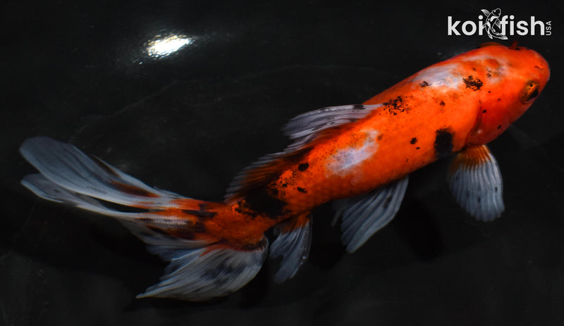 5.5" CALICO WAKIN GOLDFISH