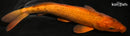 11.25" CHAGOI