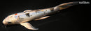 8.25" YAMATO NISHIKI BUTTERFLY