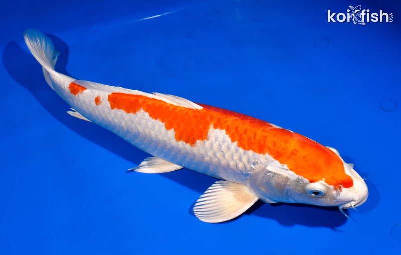 14.5" HARIWAKE