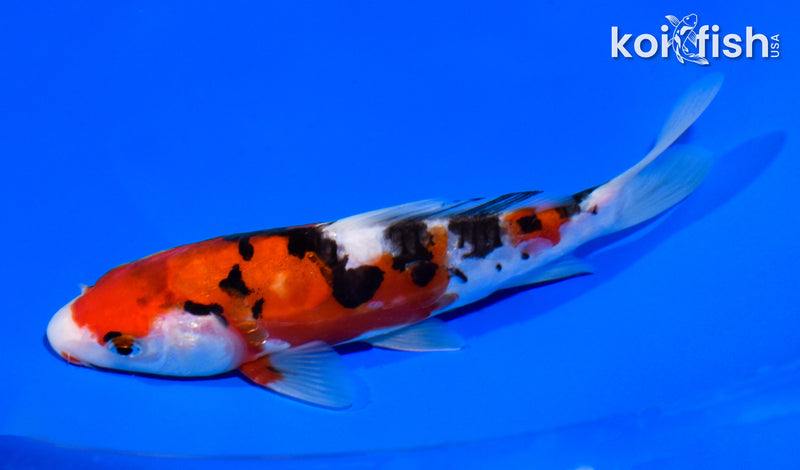 7" DOITSU SANKE