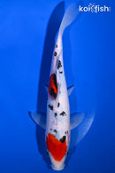 9" SANKE
