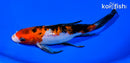 7.25" GINRIN SANKE BUTTERFLY