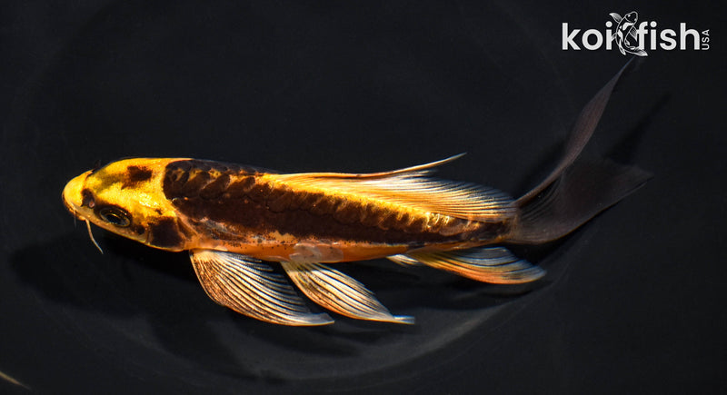 6.25" ARAGOKE BENI KIKOKURYU BUTTERFLY