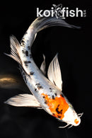 7" HEISEI NISHIKI BUTTERFLY