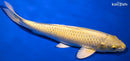 9.25" YAMABUKI OGON
