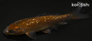 4.25" GINRIN CHAGOI