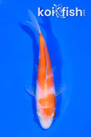 5" KOHAKU