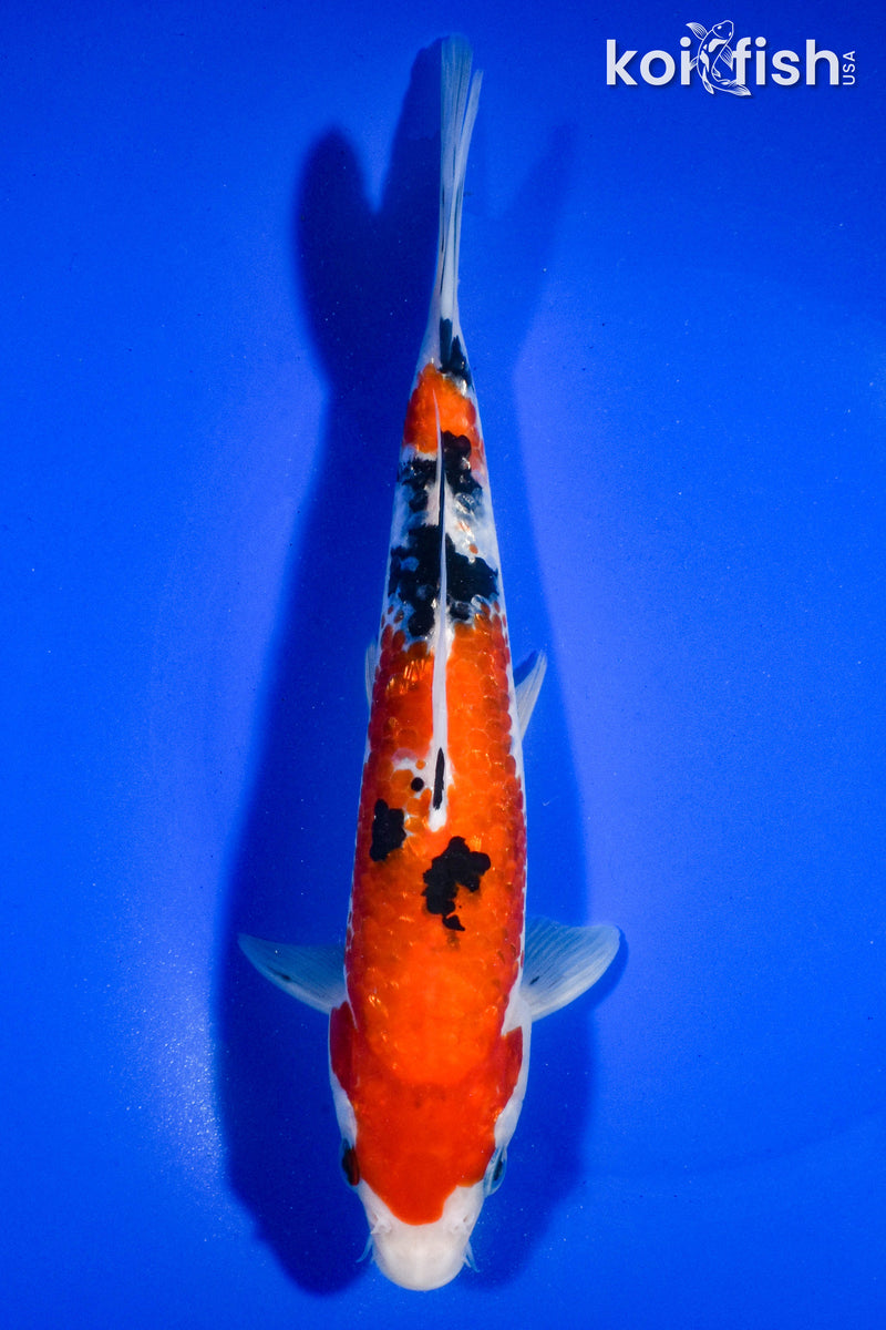 8" SANKE