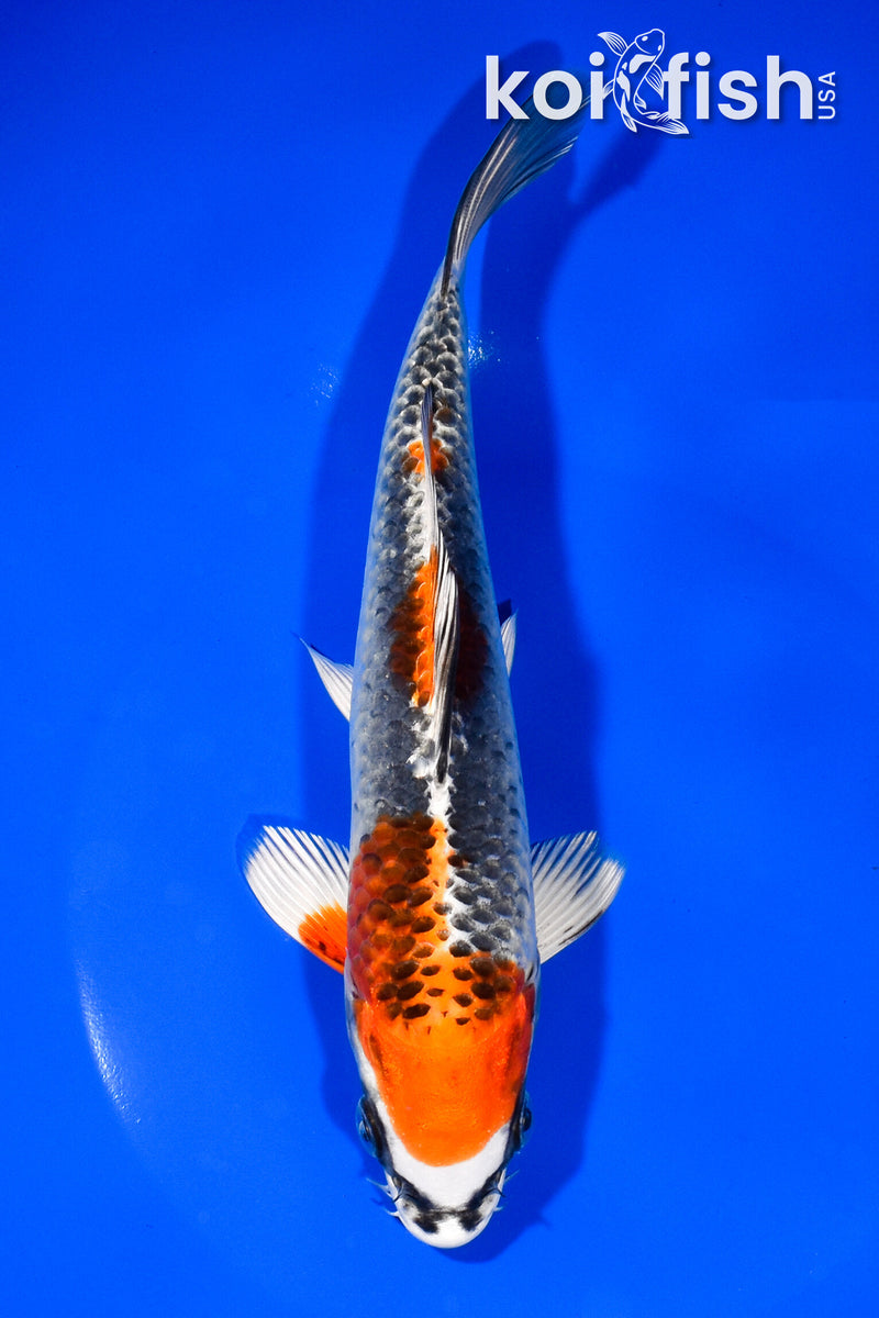 7.75" KUJAKU