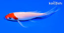 5.5" KOHAKU BUTTERFLY