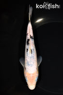 6.75" GINRIN SHIRO BEKKO