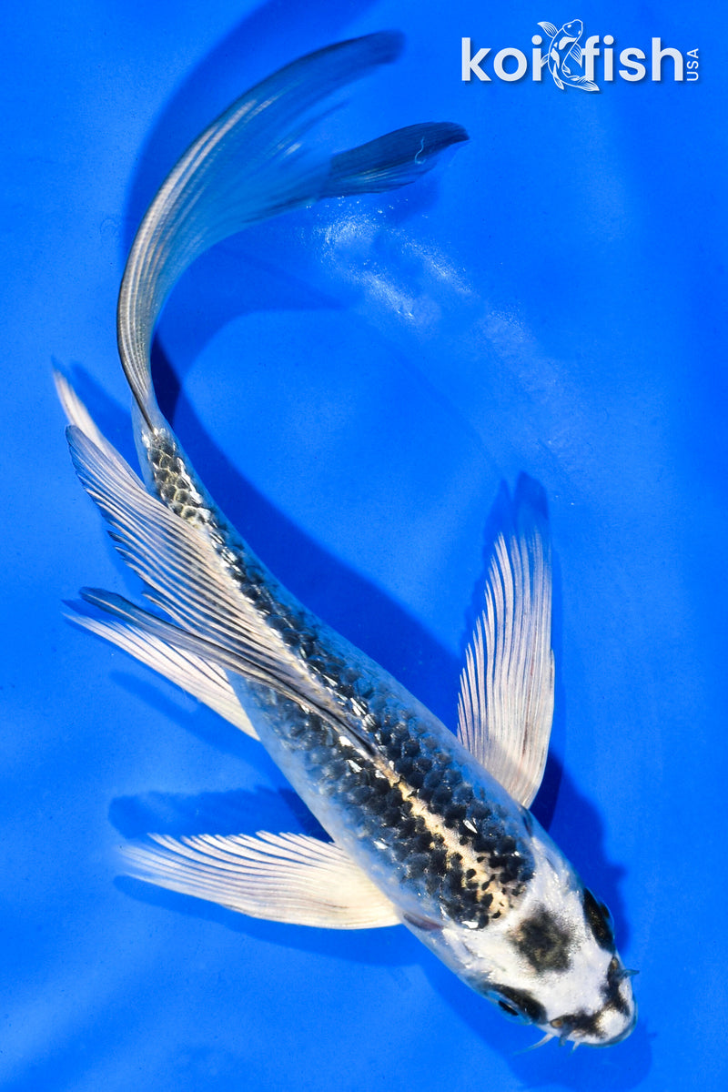 6" GINRIN GIN MATSUBA BUTTERFLY