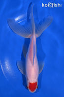 6.75" TANCHO WATONAI GOLDFISH