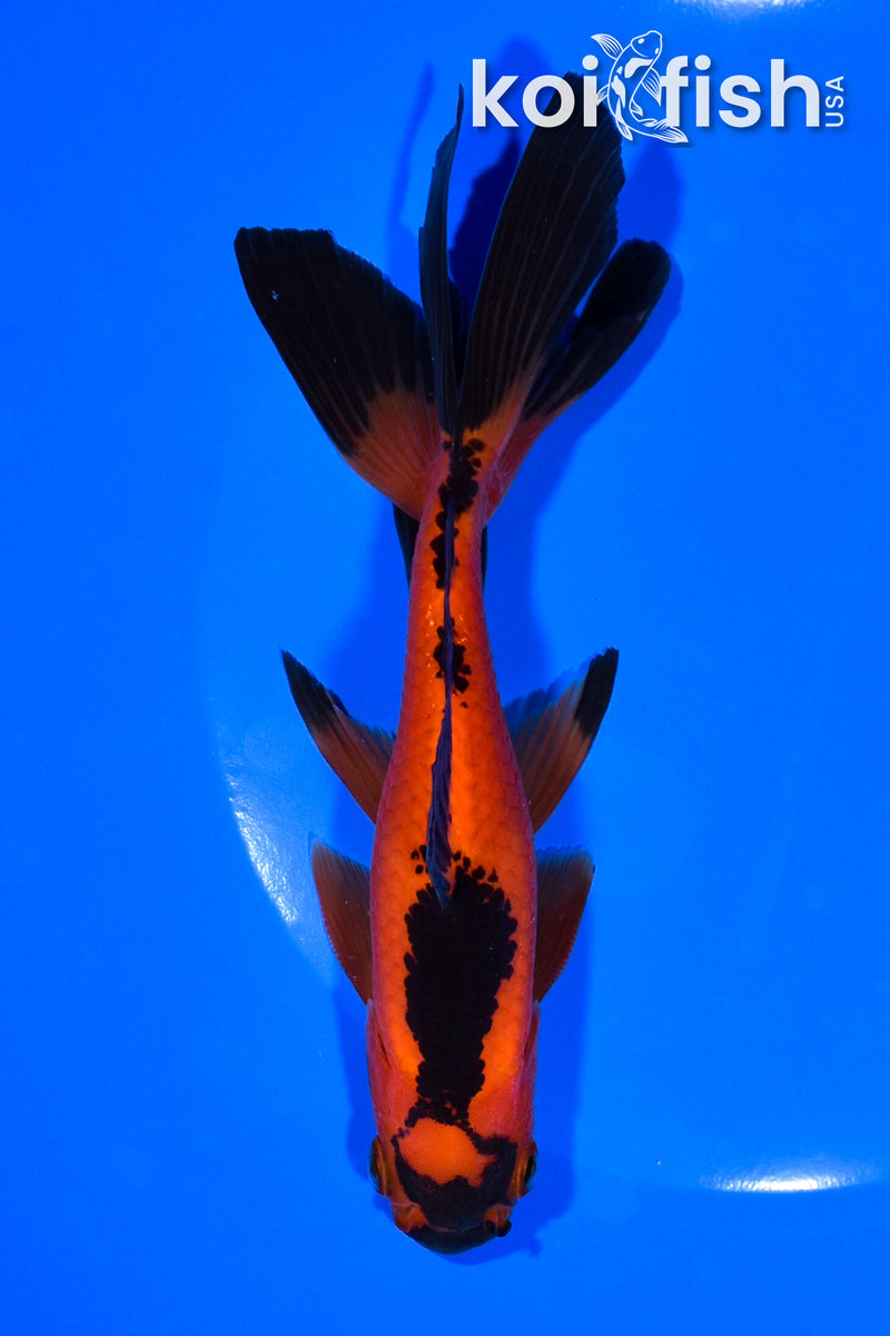 6.25" WATONAI GOLDFISH