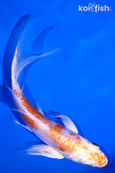 5.75" KIKUSUI BUTTERFLY