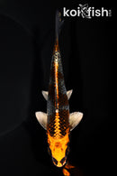 6.25" BENI GINGA