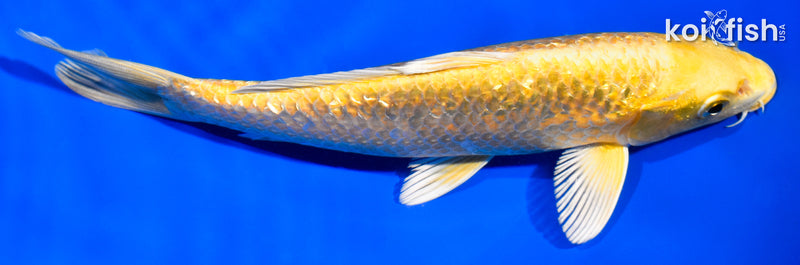 7.5" GINRIN YAMABUKI OGON