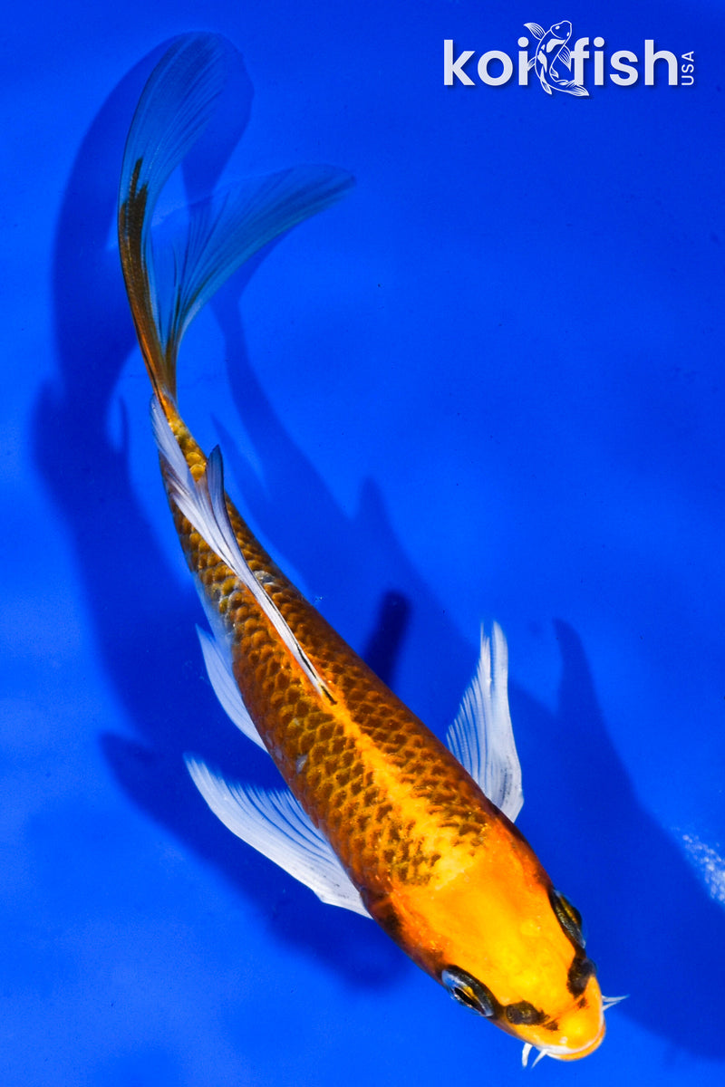 5.5" KUJAKU BUTTERFLY